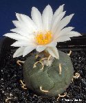 Turbinicarpus schmiedickeanus ssp. rioverdensis Rioverde SLP Mexico ©G.Marchand.jpg